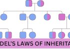 MENDEL’S LAWS OF INHERITANCE: FROM SEGREGATION TO INDEPENDENT ASSORTMENT