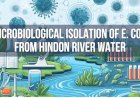 Detecting and Isolating E. Coli from Contaminated Hindon River Water