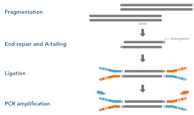 Library Preparation in NGS: A pivotal part of the workflow