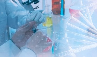 Identification and Characterization of a Gene from a Bacterial Colony: A Step-by-Step Guide