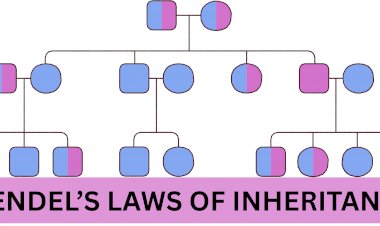 MENDEL’S LAWS OF INHERITANCE: FROM SEGREGATION TO INDEPENDENT ASSORTMENT