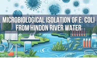 Detecting and Isolating E. Coli from Contaminated Hindon River Water