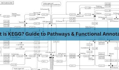 What is KEGG? A Comprehensive Guide to the Kyoto Encyclopedia of Genes and Genomes